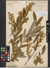 Foto von Salix triandra subsp. amygdalina (L.) Schübl. & G. Martens